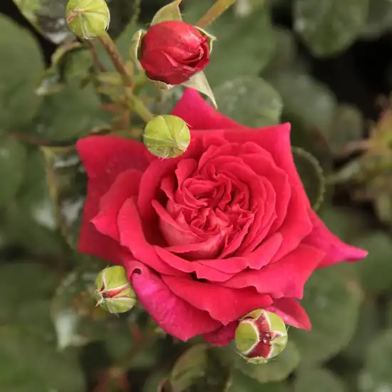 Rosa L'Ami des Jardins™ - roșu - trandafir teahibrid